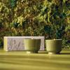 imageThymes Citronella Grove Candles Set of 2  Outdoor Citronella Candles for Patio with Scent Notes of Olive Leaf ampamp Lemongrass  Backyard Essentials  Decorative Outdoor Decor 45 oz x 2