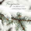 imageThymes Frasier Fir Pine Needle Candle Set  Scented Candles with Notes of Crisp Siberian Fir Cedarwood and Sandalwood  Seasonal Home Decor  Luxury Home Fragrance Set of 2 375 oz Each