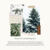 imageThymes Frasier Fir Sink Set  Hand Soap and Lotion in Pump Bottles with Sink Caddy  Holiday Gift Set  825 fl oz
