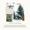 imageThymes Aqua Coralline Pura Smart Home Plugin Diffuser Refills  Pack of 2Fraiser Fir