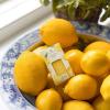 imageThymes Aqua Coralline Pura Smart Home Plugin Diffuser Refills  Pack of 2Lemon Leaf