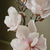 imageThymes Aqua Coralline Pura Smart Home Plugin Diffuser Refills  Pack of 2Magnolia Willow