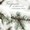 imageThymes Frasier Fir Candle  Heritage Pine Needle Luminary Scented Candles  Elegant Pine Candle  Crisp Siberian Fir Cedarwood ampamp Sandalwood  Holiday Candles  Christmas Decor Large 16 oz75 oz