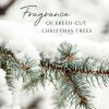 imageThymes Frasier Fir Reed Diffuser Set  Includes Reeds Fragrance Oil and Frosted Glass Bottle  Fragrance Oil Diffuser  Room Fresheners  Luxury Home Decor  Green ampamp Clear Pine Needle 775 fl ozGold