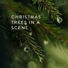 imageThymes Frasier Fir Frosted Plaid Fragranced Wrapping Paper