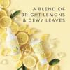imageThymes Lemon Leaf Laundry Fragrance Oil for Dryer  Scented Laundry Supplies 05 fl oz