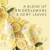 imageThymes Petite Reed Diffuser  4 Fl Oz  Lemon LeafLemon Leaf