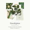 imageThymes x Pura 4  Smart Home Fragrance Diffuser Kit  Includes 1 Pura Diffuser  2 Fragrance Refill Vials  Long Lasting Scents  LED Light  24 GHz WiFi Required Frasier FirLavender  Eucalyptus